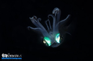 F L Y I N G - S Q U I D
Squid (Disambiguation) 
Anilao,... by Irwin Ang 
